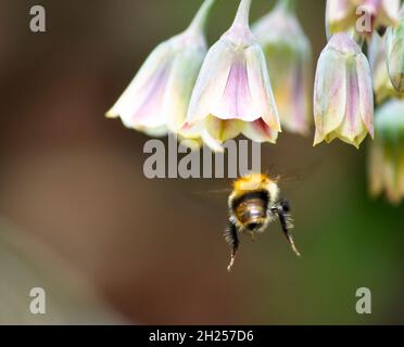 Bumble ape si avvicina a un fiore siciliano Honey Garlic (Nectaroscordum siciliano siciliano saro), situato in un giardino di campagna inglese Foto Stock