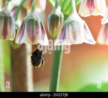 Bumble ape si avvicina a un fiore siciliano Honey Garlic (Nectaroscordum siciliano siciliano saro), situato in un giardino di campagna inglese Foto Stock