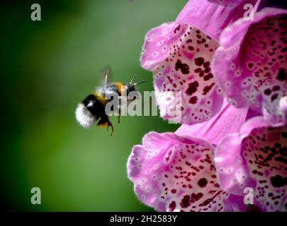 Si avvicina Bumblebee (bombus terrestris) a rosa puntinato, fiore di foxglove (Digitalis purpurea), East Yorkshire, Inghilterra Foto Stock