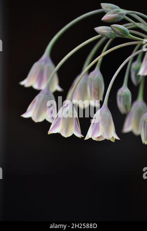 Aglio di miele siciliano (Nectaroscordum siciliano) che mostra un profilo laterale della testa del fiore - posto su sfondo scuro Foto Stock