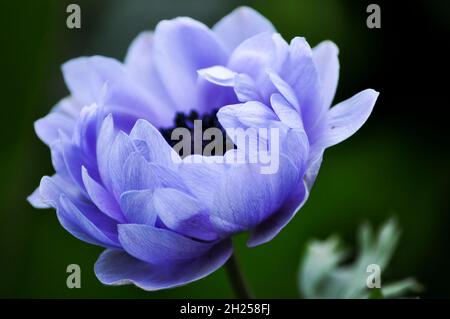 Anemone coronaria viola 'St Bridgid' che inizia a srotolarsi dal germoglio in fiore - impostato su uno sfondo verde Foto Stock