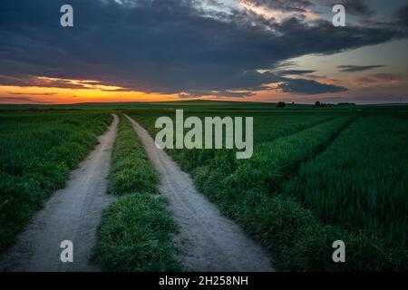 Strada sterrata attraverso campi verdi e tramonto, Staw, Lubelskie, Polonia Foto Stock