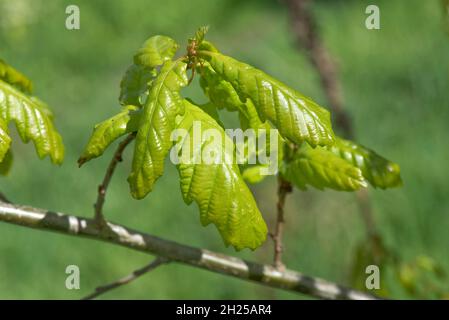 Rovere inglese (Quercus robur) tenero, foglie verdi delicate che si sviluppano, si dispiegano ed espandono in primavera, Berkshire, maggio Foto Stock