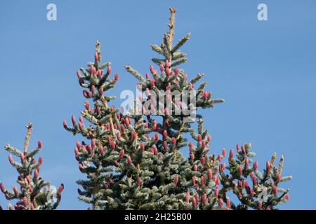 Coni rossi immaturi di abete rosso (Picea pungens) in cima ad un albero con blu, grigio-verde, fogliame in primavera, Berkshire, maggio Foto Stock