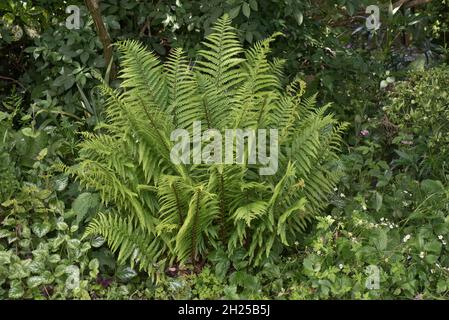 Felce maschio (Dryopteris filix-mas) che forma un 'shuttleecock' di foglie bipinnate in un'area all'ombra del giardino, Berkshire, giugno Foto Stock