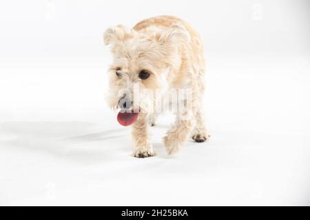 Un cane di razza multipla entra direttamente nella telecamera. Isolato dallo sfondo. Foto Stock