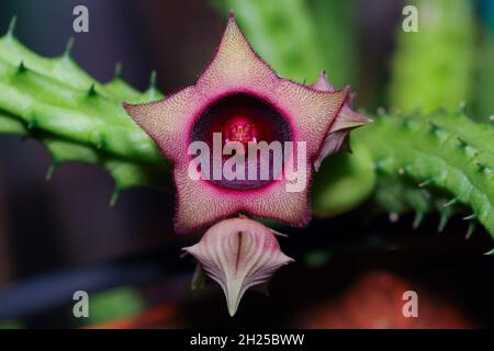 Vicino di rosso drago fiore, huernia schneideriana, un succulente della famiglia huernia. Foto Stock