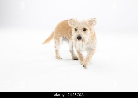 Il cane piccolo multirazziale cammina esitantamente contro sfondo bianco. Isolato dallo sfondo. Foto Stock