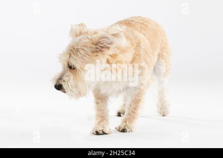 Il cane piccolo multirazziale cammina esitantamente contro sfondo bianco. Isolato dallo sfondo. Foto Stock