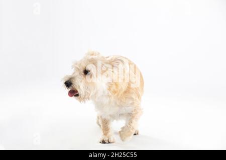 Un cane di razza multipla entra direttamente nella telecamera. Isolato dallo sfondo. Foto Stock