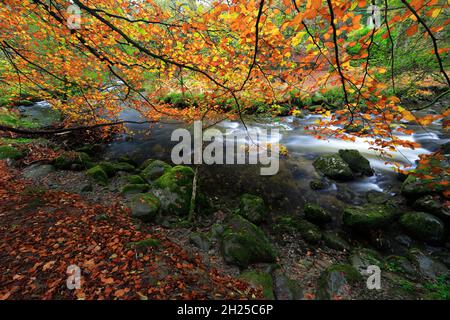 Autunno, Aira Beck vicino Ullswater, Lake District National Park, Cumbria, Inghilterra Foto Stock