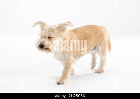 Il cane piccolo multirazziale cammina esitantamente contro sfondo bianco. Isolato dallo sfondo. Foto Stock