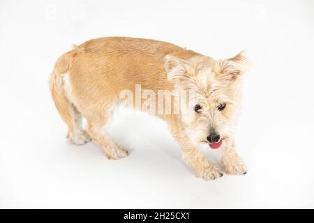 Un cane di razza multipla entra direttamente nella telecamera. Isolato dallo sfondo. Foto Stock