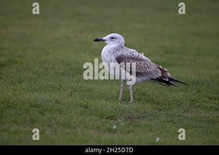 Caspian Gull (Larus cachinnans) Cromer Norfolk GB UK Ottobre 2021 Foto Stock