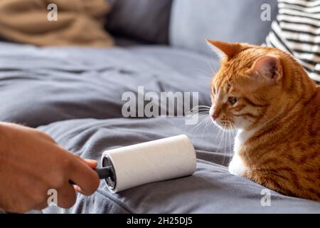 Rullo adesivo e peli di gatto Foto Stock