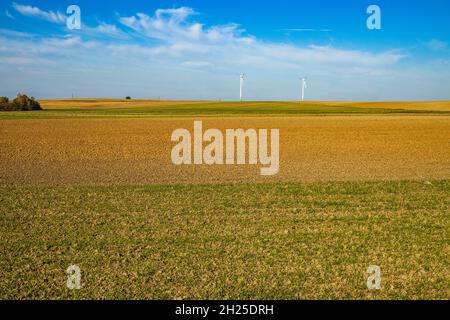 turbine eoliche nel mezzo di un campo d'orzo in una giornata di sole Foto Stock