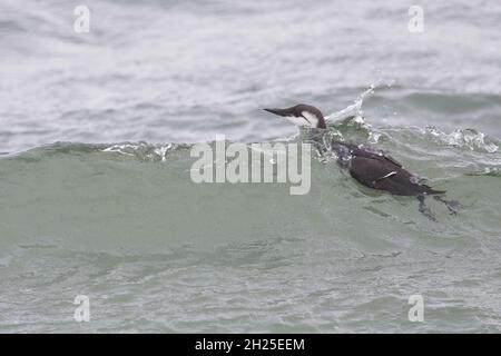 Guillemot (Uria aalge) Norfolk GB UK Ottobre 2021 Foto Stock