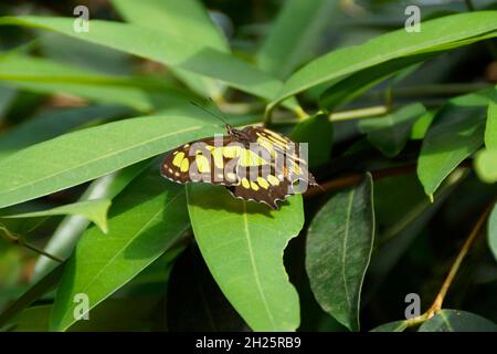 La siproeta stelenes (malachite) è una farfalla neotropica dalle zampe spazzolate (famiglia Nymphalidae) giallo-verde sul lato superiore e verde chiaro sul lato inferiore Foto Stock