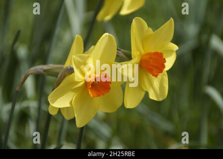 Bel daffodils giallo in una giornata di sole nel mese di aprile (isola Mainau in Baviera) Foto Stock