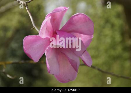 Una bella magnolia rosa in una soleggiata giornata di primavera sull'isola di Mainau Foto Stock