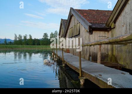 Bella vista del lago Kochelsee in Baviera con una madre cigno e i suoi pulcini grigio soffice alla ricerca di qualcosa da mangiare, ma anche le case di barca (Baviera Foto Stock