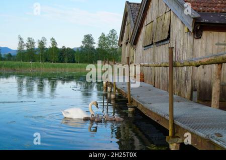 Bella vista del lago Kochelsee in Baviera con una madre cigno e i suoi pulcini grigio soffice alla ricerca di qualcosa da mangiare, ma anche le case di barca (Baviera Foto Stock