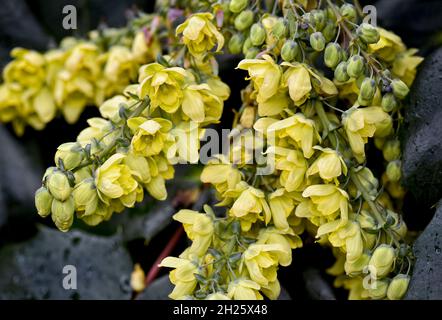 Fiori gialli di Mahonia in fiore in primavera Foto Stock