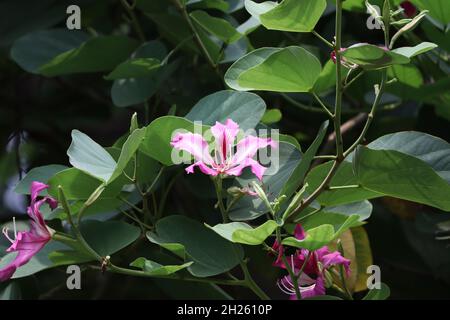 Bauhinia fiore immagine. Immagine di petalo, impollinazione rosa fiore di colore è naturale bello Foto Stock