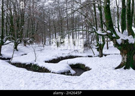 otzarreta faggeta nei paesi baschi in inverno nevoso Foto Stock