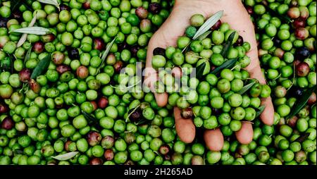 Primo piano della mano di un giovane uomo con un mazzo di olive appena raccolte in un oliveto in Catalogna, Spagna Foto Stock