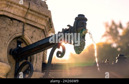 Primo piano vecchio capo vinaio con uva fondatrice nella regione vinicola Eger szepasszony volgy Foto Stock