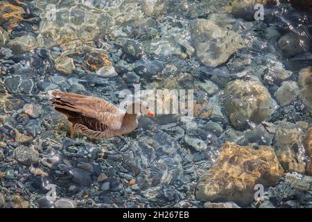 Anatra marrone. Isolato. mallard nuoto nel Mar Mediterraneo in acque cristalline. Spazio copia. Foto Stock