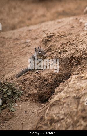 Shot della terra californiana scoiattolo (Otospermophilus beecheyi) mangiare cibo Foto Stock