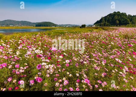 Bel paesaggio di fiori di cosmo fiorente in un campo rurale in una giornata di sole Foto Stock