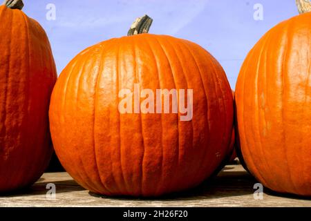 Grandi zucche arancioni in primo piano con vista ad angolo basso Foto Stock