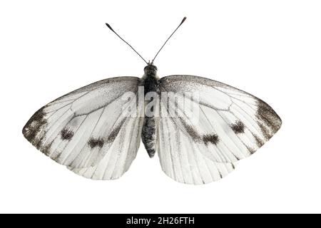 primo piano di una farfalla bianca cavolo isolato su bianco Foto Stock