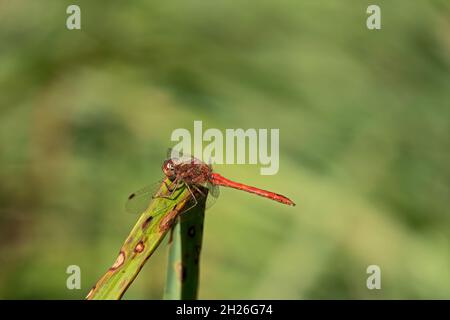 macrofotografia primo piano di una ruddy darter dragonfly che si aggancia su un fusto di canna Foto Stock