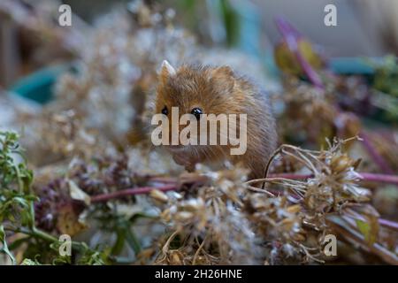 Harvest mouse Micromys Minutus Slimbridge UK Foto Stock