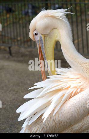 Londra, Regno Unito. Uno dei grandi Pellicani bianchi residenti (Pelecanus onocrotalo) nel Parco di San Giacomo - Isla, Tiffany, Gargi, Sole, Luna o Stella - preens ITS Foto Stock