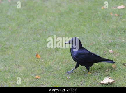 Carrion Crow (Corvus corone) St James Park, London, Regno Unito Foto Stock
