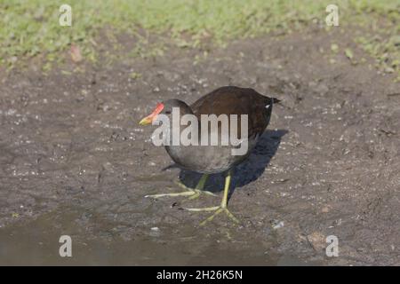 Adulto singolo Moorhen o Mrsh Hen Gallinula chloropus Slimbridge Wildfowl e Wetland Trust UK Foto Stock