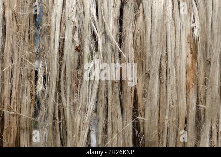 Vista ravvicinata della fibra di iuta grezza. La iuta marce viene lavata in acqua e asciugata al sole. Texture e dettagli in fibra di iuta marrone. Foto Stock