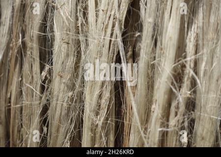 Vista ravvicinata della fibra di iuta grezza. La iuta marce viene lavata in acqua e asciugata al sole. Texture e dettagli in fibra di iuta marrone. Foto Stock