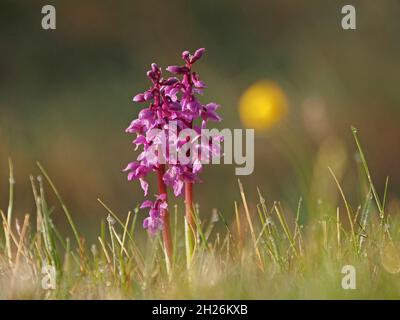 Due 2 punte di fiori di orchidea viola (Orchis mascola) con la rugiada scintillante sull'erba del mattino presto in Cumbria, Inghilterra, Regno Unito Foto Stock