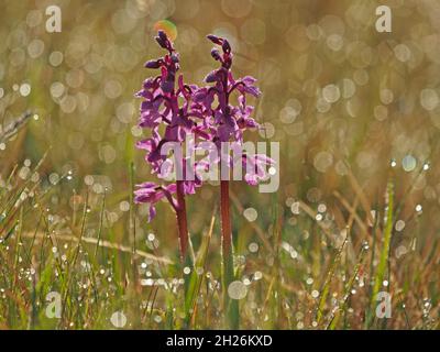 Due 2 punte di fiori di orchidea Purpla precoce (Orchis mascula) con drammatico effetto fantasy di rugiada scintillante sull'erba del mattino presto -Cumbria, Inghilterra, Regno Unito Foto Stock