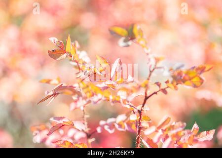 Foglie colorate e brillanti sui cespugli in autunno, fuoco selettivo Foto Stock