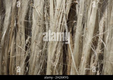 Vista ravvicinata della fibra di iuta grezza. La iuta marce viene lavata in acqua e asciugata al sole. Texture e dettagli in fibra di iuta marrone. Foto Stock