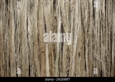 Vista ravvicinata della fibra di iuta grezza. La iuta marce viene lavata in acqua e asciugata al sole. Texture e dettagli in fibra di iuta marrone. Foto Stock