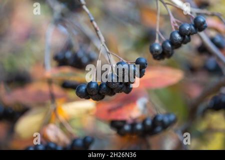 Bacche di chokeberry mature in autunno, fuoco selettivo, sfondo sfocato Foto Stock