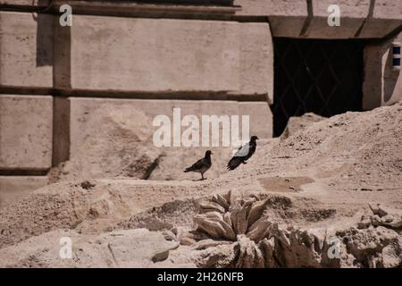 Selezione di uccelli a Fontana di Trevi a Roma Foto Stock